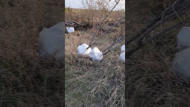 клён татарский подготовка саженцев!