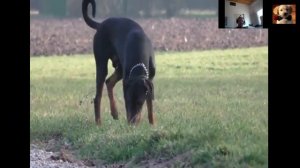 ✅+DOBERMAN+✅ gigante,marron,cachorro,pinscher,europeo,ladrando,americano,caracteristicas,historia