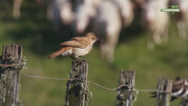 Как птицы строят и защищают гнёзда