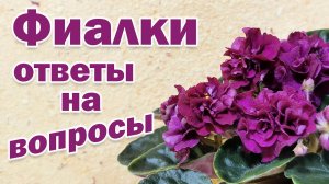 Фиалки. Готовим субстрат для фитильного полива. Пенопласт. Разрыхлители. Ответы на ваши вопросы.