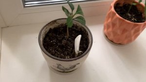 Как избавиться от мошек в цветах. Супер легкий способ.