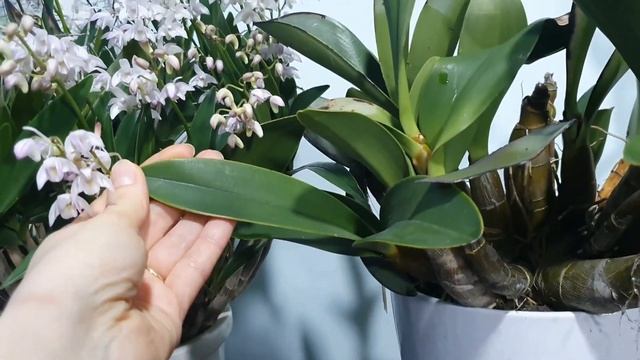 Цветение Дендробиумов.(D. kingianum. D.Hilda Poxon. смотреть онлайн