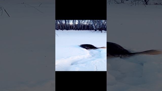 Вот это прыжок#Shorts