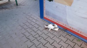 Котячий ланч!