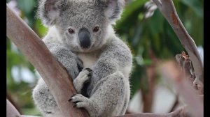 Какой звук издает коала? Звук коалы.
