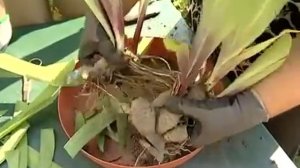 Деление корневищ ирисов  уДачные советы.mp4