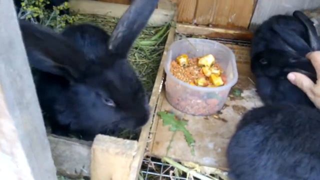 Мои зайки. Пятый месяц кролиководства. смотреть онлайн