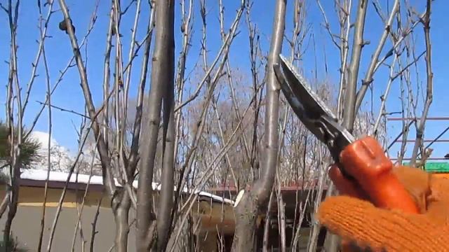 Обрезка колоновидной сливы ч.1 смотреть онлайн