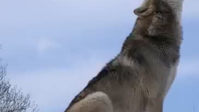 Wolf Howling Nature Sound - 늑대울음소리 смотреть онлайн