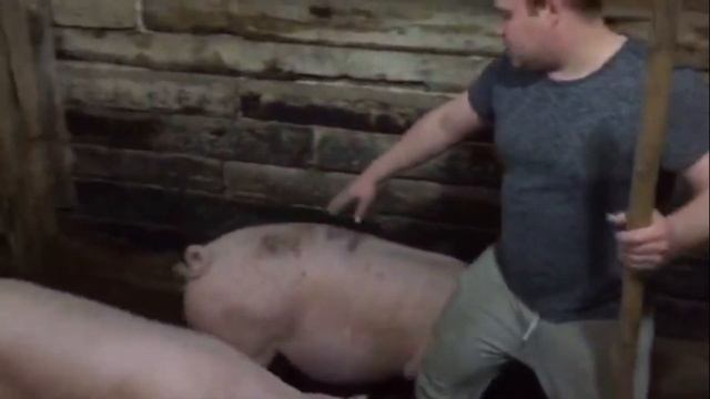 НАША ФЕРМА. Видеоурок по содержанию свиней на глубокой подстилке с использованием бактерии Biolatic смотреть онлайн