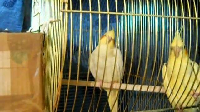 Корелла Фиби заболела (Кузя и Фиби) 2 The Disease Corella