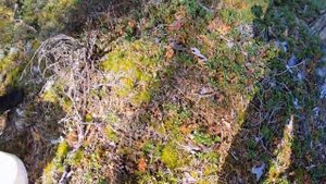 Лес, природа и белые грибы, боровики. Кингисеппский сосновый бор. #природа #отдых #грибы #лес