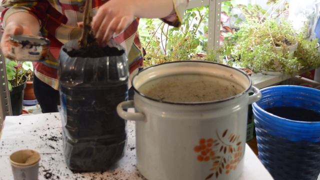 Пион древовидный: как сохранить до посадки смотреть онлайн