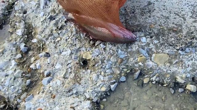 ПОЧТИ ВЕСЬ ГЕЛЕНДЖИК ВЫШЕЛ ЛОВИТЬ ХАЛЯВНЫЕ ТОННЫ КРАСНОЙ РЫБЫ! РЫБАКИ ОККУПИРОВАЛИ КУРОРТ!