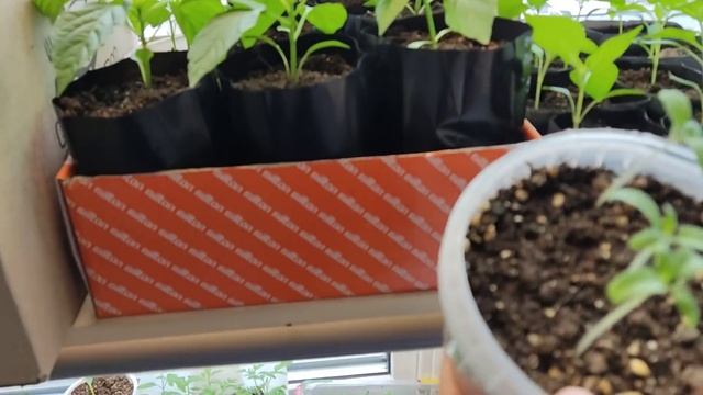 Мы уже посадили, а вы? смотреть онлайн