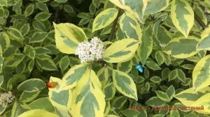 Дерен белый Шпети (cornus alba) ? белый дерен Шпети обзор: как сажать, саженцы дерена Шпети