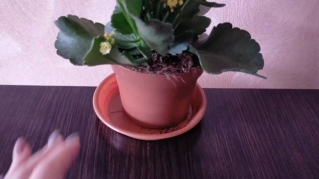 Каланхоэ. Уход после покупки смотреть онлайн