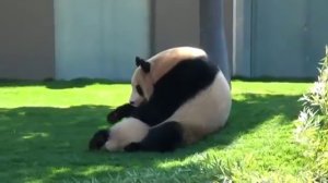 панда играет с малышом
