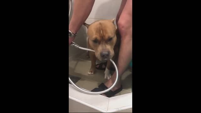 Милые кошечки и собачки. Приколы про кошек и собак. смотреть онлайн