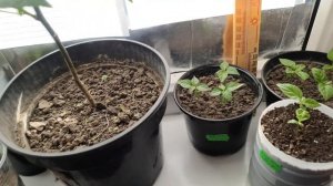 8 января. Три недели после посадки семян сверхострого перца Carolina reaper, 7 Pot, bhut jolokia.