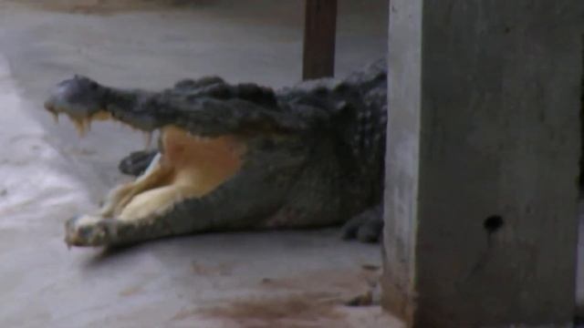 Крокодилы в Китае смотреть онлайн