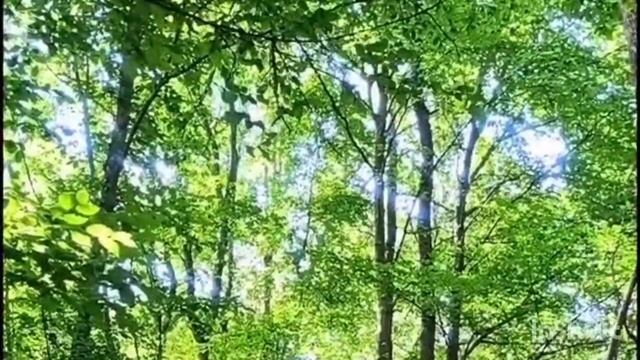 релаксация для детей "ПРИРОДА"