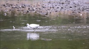 Малые белые цапли (лат. Egretta garzetta)/ Little Egret.