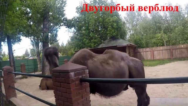 Поездка в Нижний Новгород зоопарк "Лимпопо"