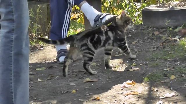 Кот леопардового окраса смотреть онлайн