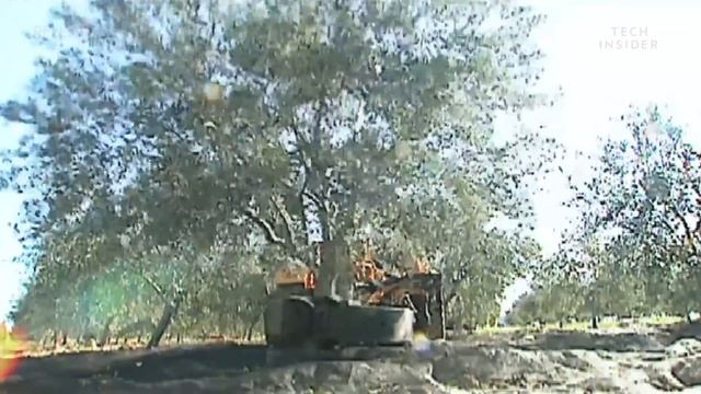 These Machines Shake Olives Off Trees And Collect Them In Giant Sheets