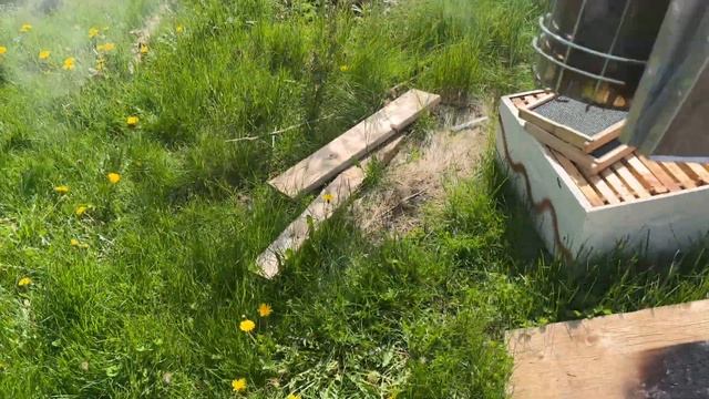Пчеловодство в Канадской деревне// Роение пчёл, делаем отводок смотреть онлайн