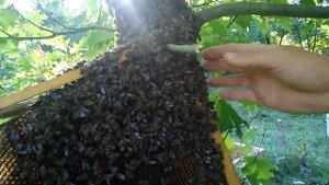 Как снять рой с неудобного места.Забираем поздний рой 10.08.2019