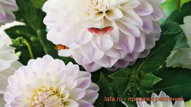 Георгина декоративная Виттем (dahlia wittem) ? Виттем обзор: как сажать, рассада георгины Виттем смотреть онлайн