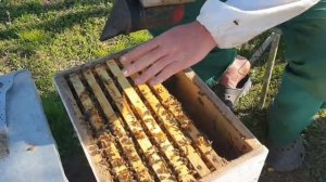 Перевод пчел с 230 рамки на 300ю. Другой способ (эксперимент).