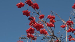Червона калина осень чудо ягоды калины / природа лес  /дикая природа калина красная