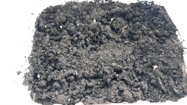 Томаты. Всходы. Дачный сезон 2021 смотреть онлайн