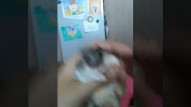 Мыши, джунгарики))) смотреть онлайн