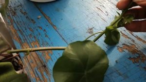 Герань ампельная. Обрезка.