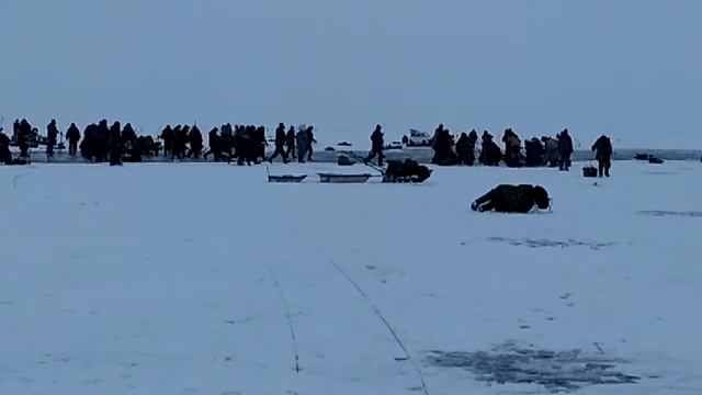 Рыбалка на САЗАНА ЖЕСТЬ. ((((( Шкуродёром))))))) смотреть онлайн