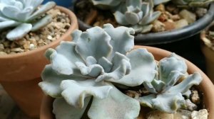 Echeveria Crispate Beauty