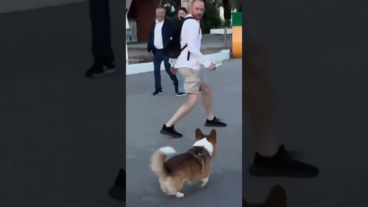 Сочинский корги-скейтбордист Марти покоряет сердца гостей города и местных Ссылка в описании смотреть онлайн