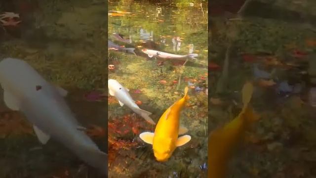 Fish.mp4 смотреть онлайн