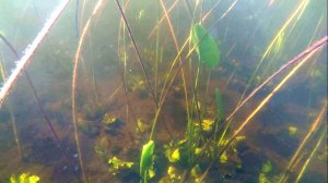 ОЗЕРО ЧЕРНЕНЬКОЕ РЫБА 2022.06.23