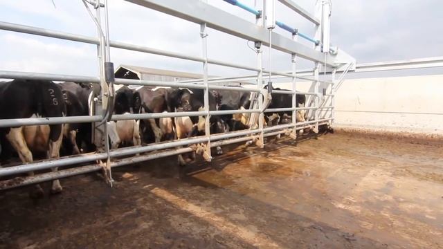 Dairymaster создает лучшую продукцию! смотреть онлайн