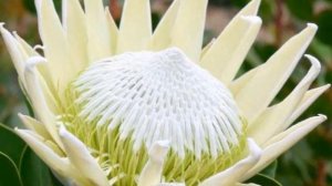 Protea Flowers symbolize diversity and courage