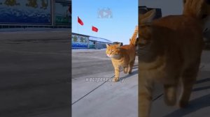 Русский котик в Китае
