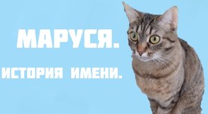 МАРУСЯ. ПОЧЕМУ ТАК НАЗВАЛИ? ИСТОРИЯ ИМЕНИ МАРУСЯ. КАК ПОЯВИЛАСЬ ЭТА КОШКА? Кошечка Маруся #кошки