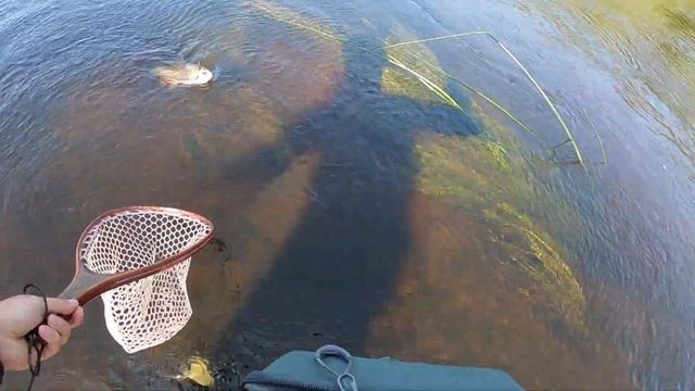 Трофейный голавль в августе, август 2019 смотреть онлайн