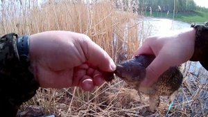 Карась на поплавок на манную болтушку и опарыша.