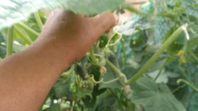 Готовлю подкормку огурцом из шелухи лука и крапивы.Чем я обрабатываю огурцы от фитофторы и.т.д. смотреть онлайн